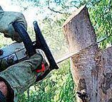 Reliable Ukiah, CA Tree Care Solutions
