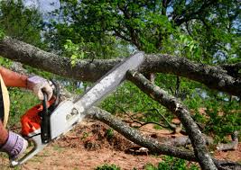 Lawn Renovation and Restoration in Ukiah, CA