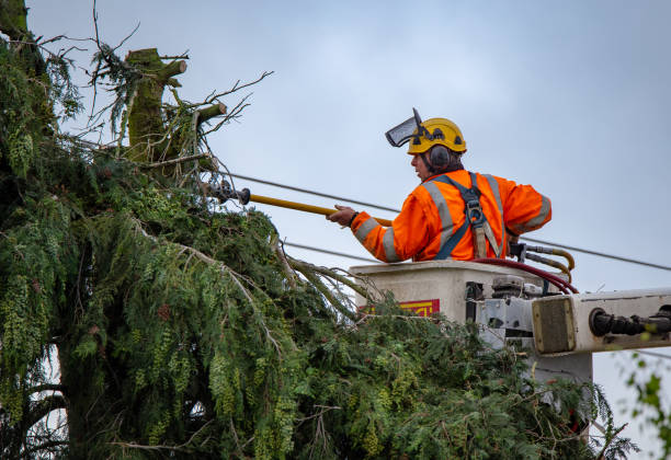 Best Tree Health Inspection  in Ukiah, CA