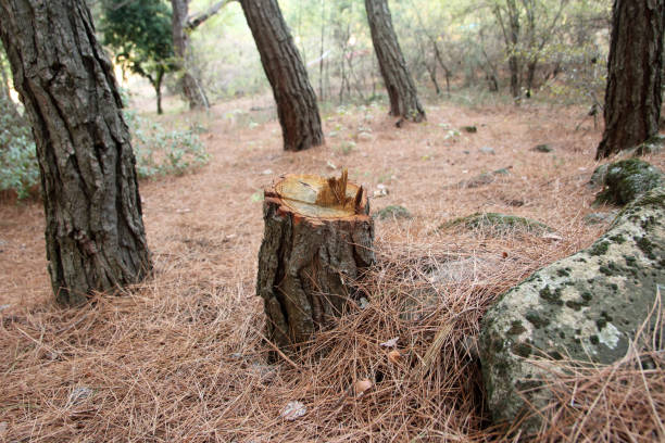 Mulching Services in Ukiah, CA