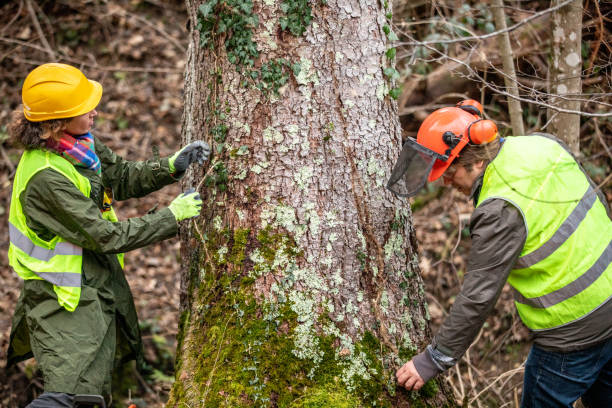 How Our Tree Care Process Works  in  Ukiah, CA